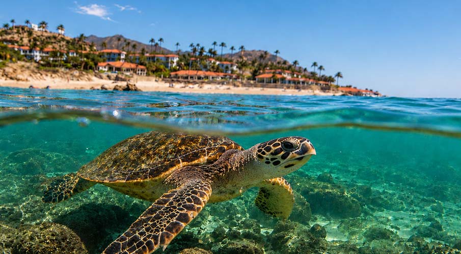 Palmilla Bay